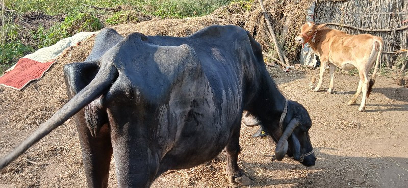 ભેસ વેસવાની છે