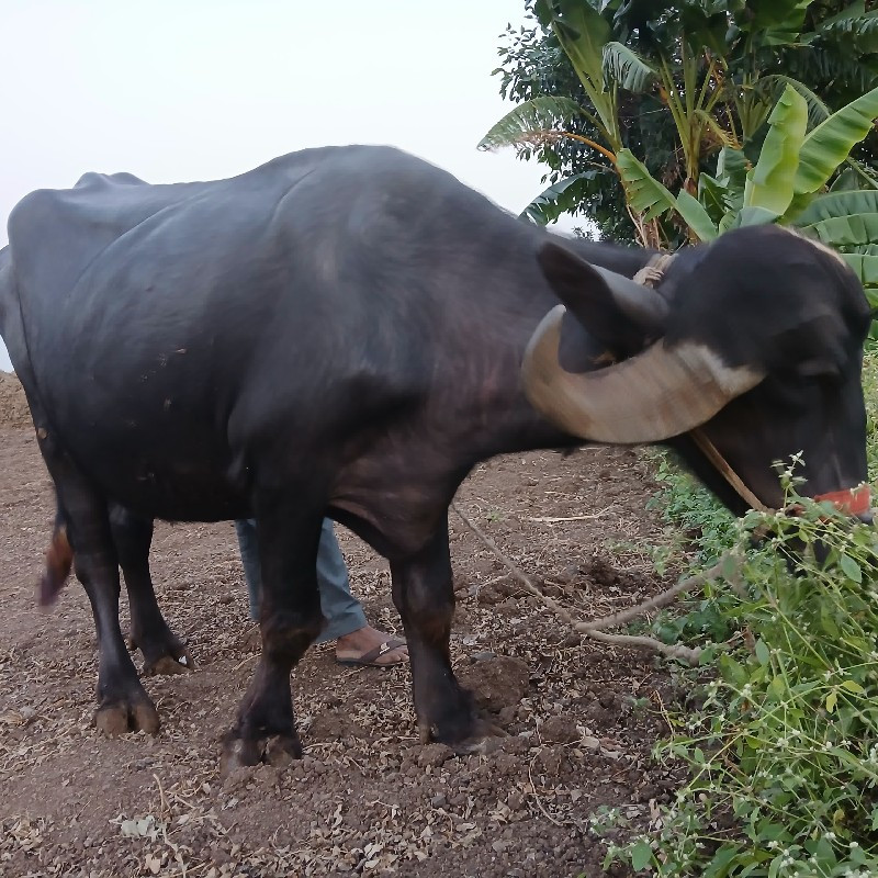 ખડેલી વેચવાની છ...