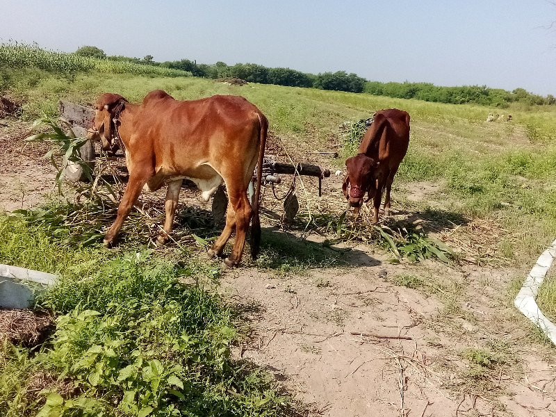 ગોંઢલા વેચવાના...