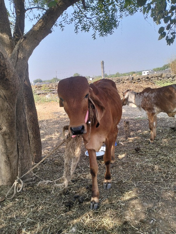 વાચડો વેચવાનો છ...