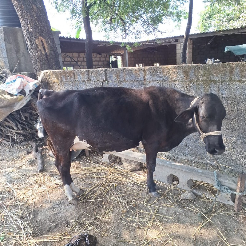 sf ગાય સે