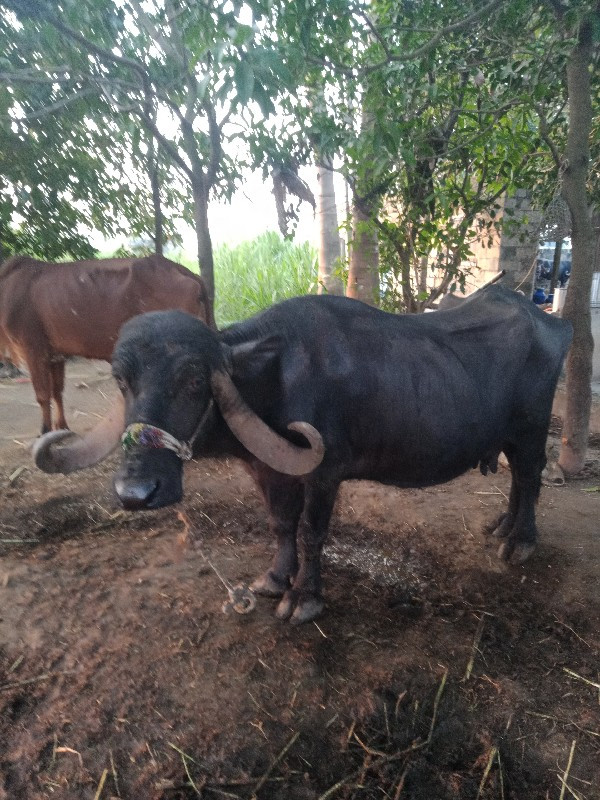 આ ત્રણ ભેંસો વે...