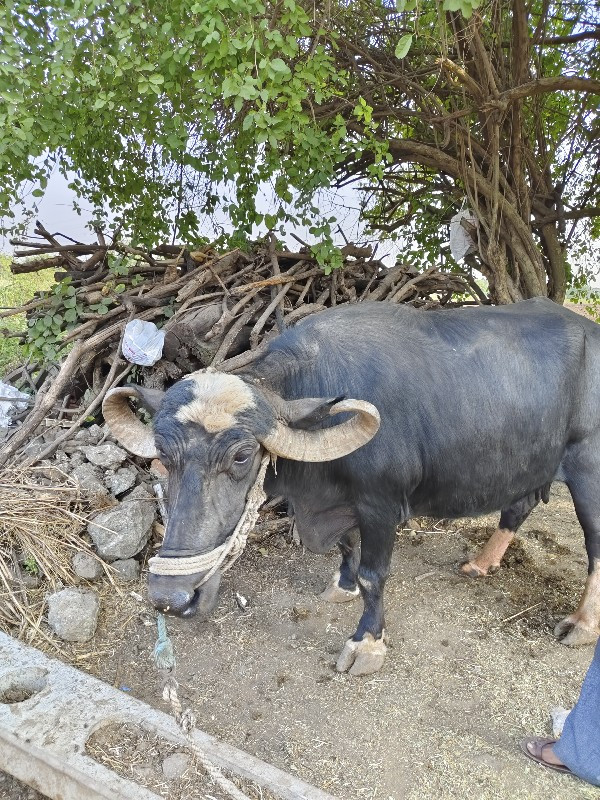 ભેંસ વેચવાની છે