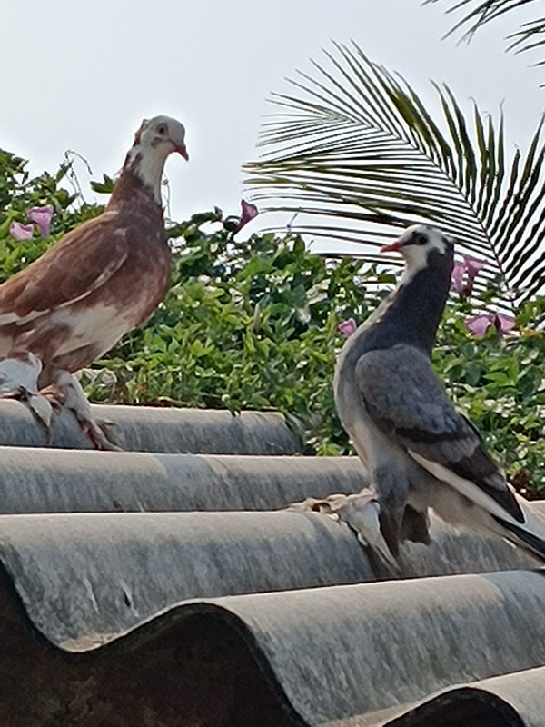 કબુતર વહેંચવાના...