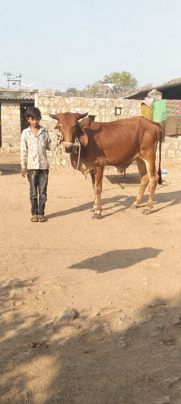 વેચાવ