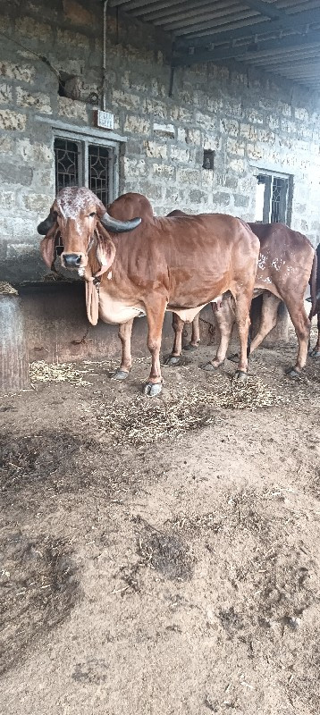 ગીર ગાય વેચવાની...