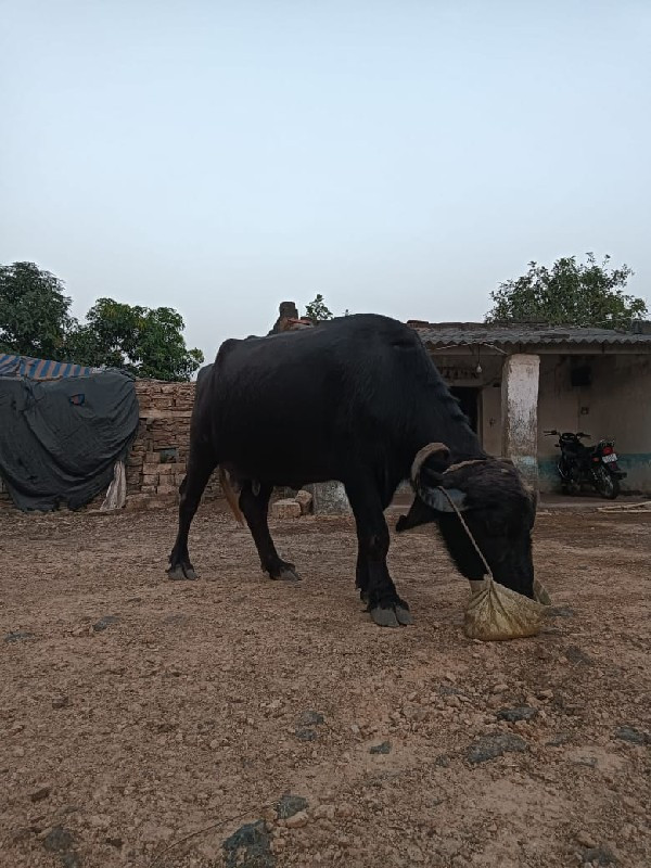 ભેશવશવાંનીછે