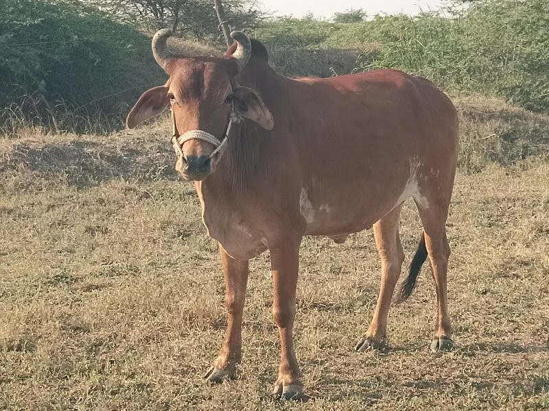 બળદ વેચવાનો છે