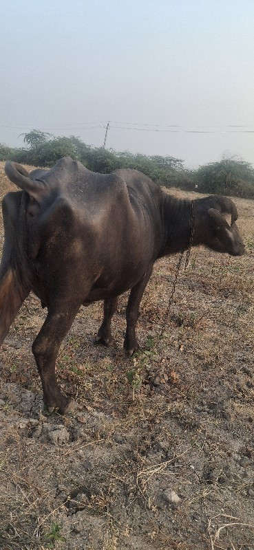 બીજૂ વેતર ભેસ વ...