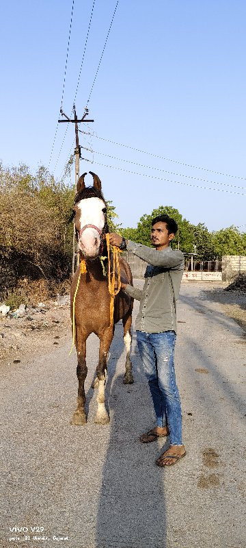 ghodi pechvani...