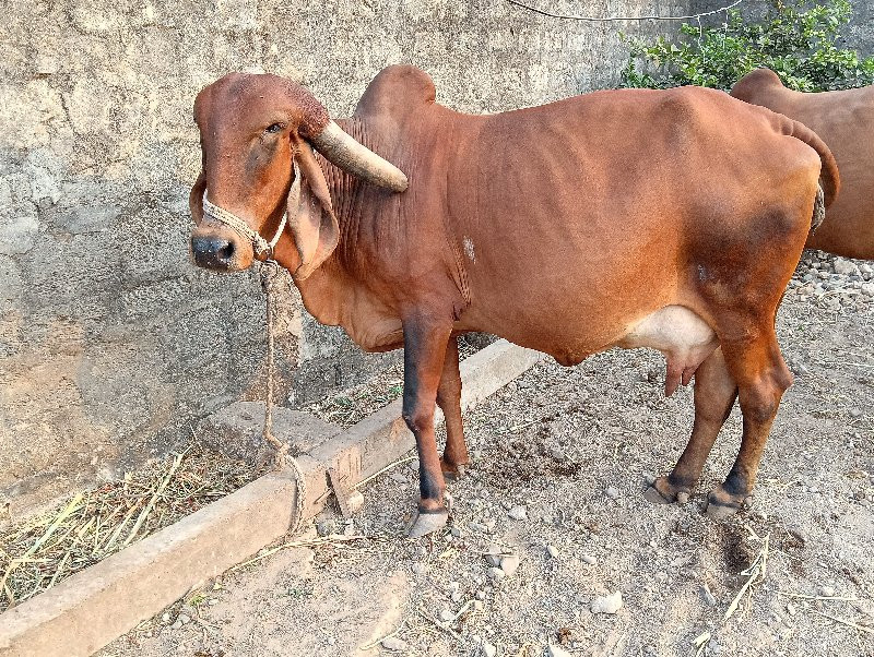 ગીર ગાય વેચવાની...