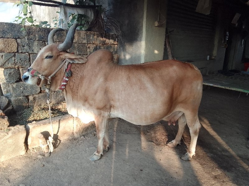 ગાય વેચવાની છે.