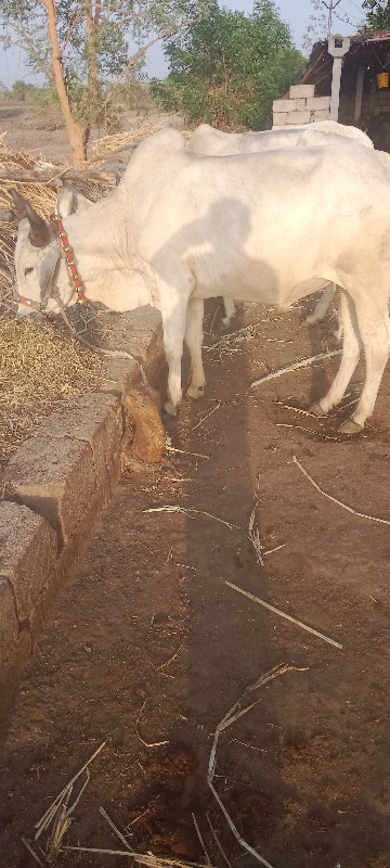 ગોઢલા વેચવાના છ...