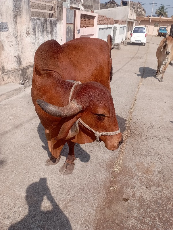 ગાય વેચવાની છે