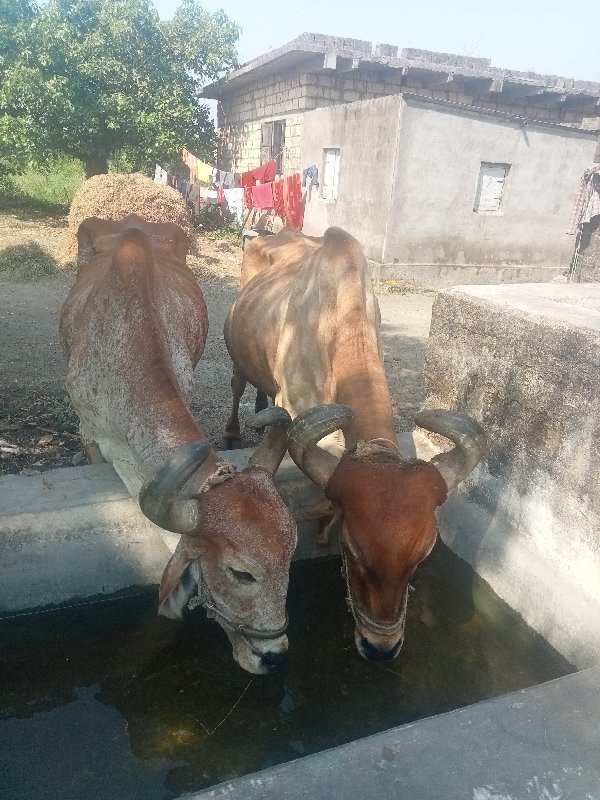 પાસ ધર સાવ સોજા