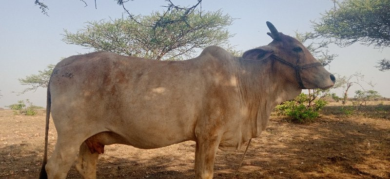 ગાય વેચવાની છે