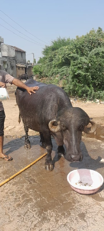 ખાડેલી વેસવા ની...