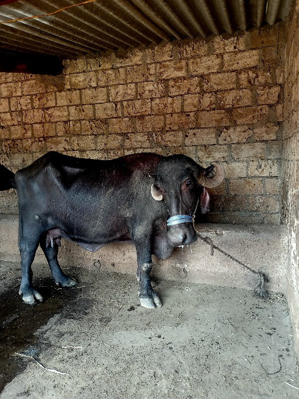 ભેસ વેસવાનીછે ગ...