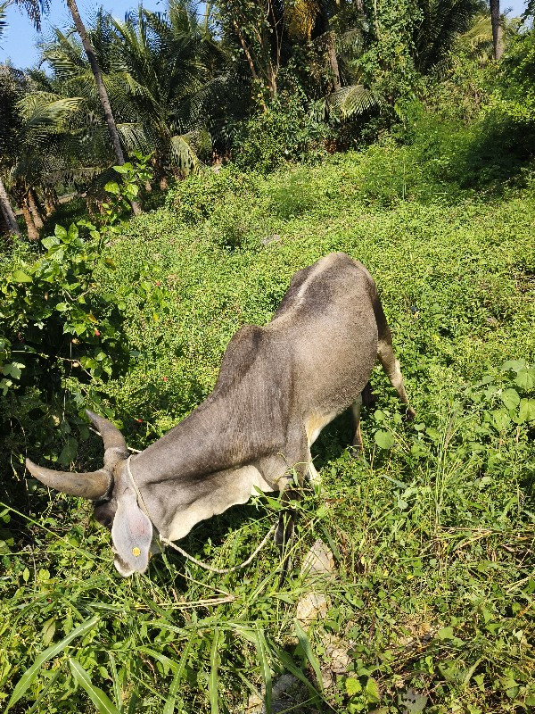 ગાય વેચવાની છે