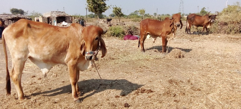 બળદ બળદ