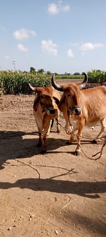 ગોઢલા વેચવાના છ...