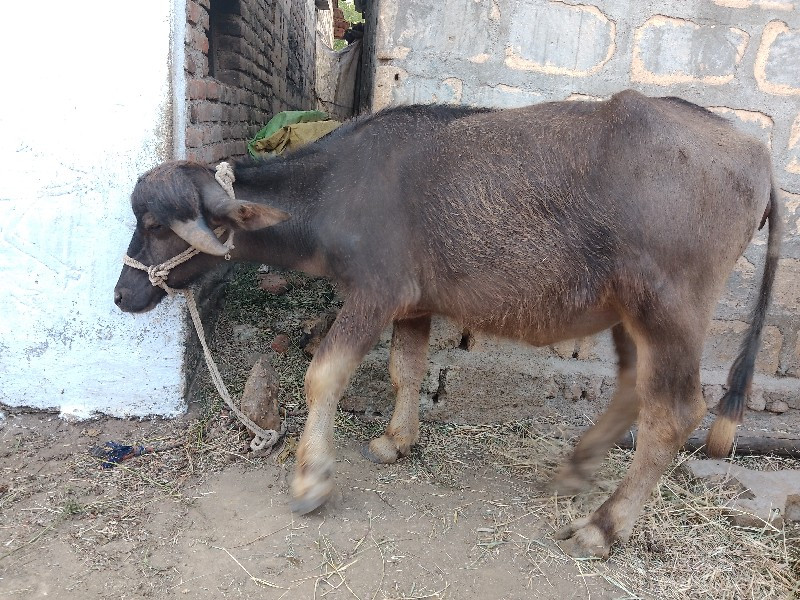 પાડી  ભુરી