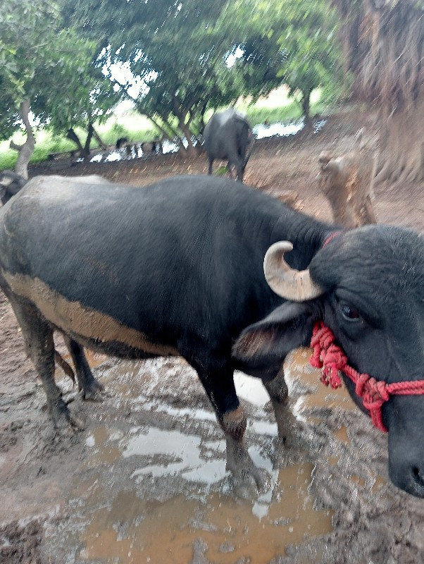 ખળેલી પેલું વેત...