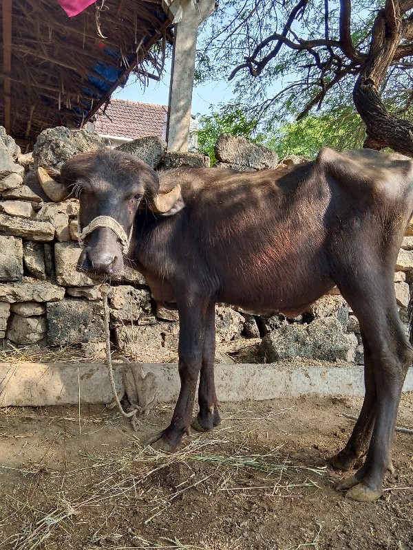 2 વરસ ની પાડી વ...