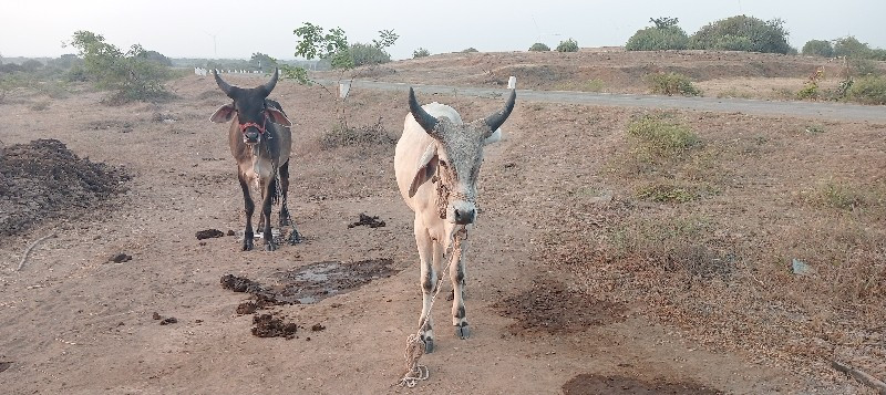 ગોધલા વેચવાના છ...