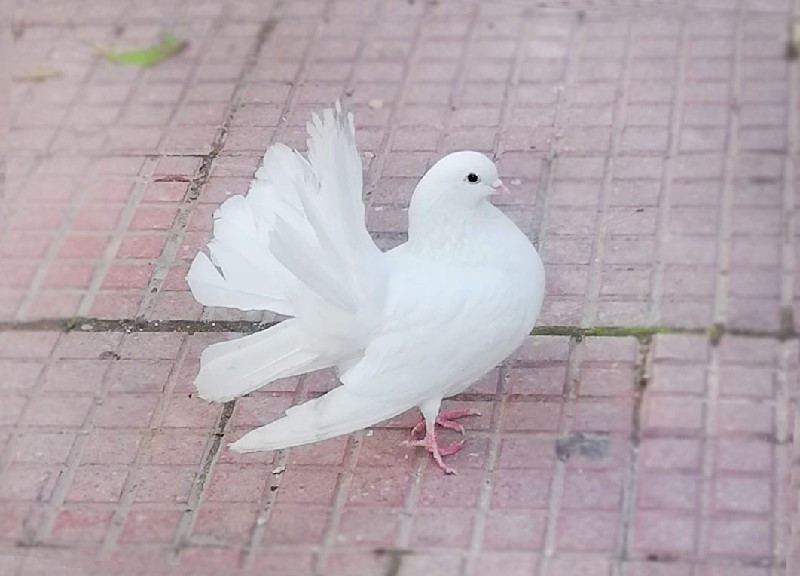 કબુતર અને ડોગના...