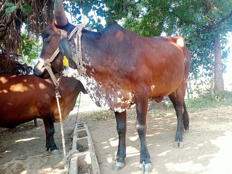 હોળકી વૈચવાની છ...