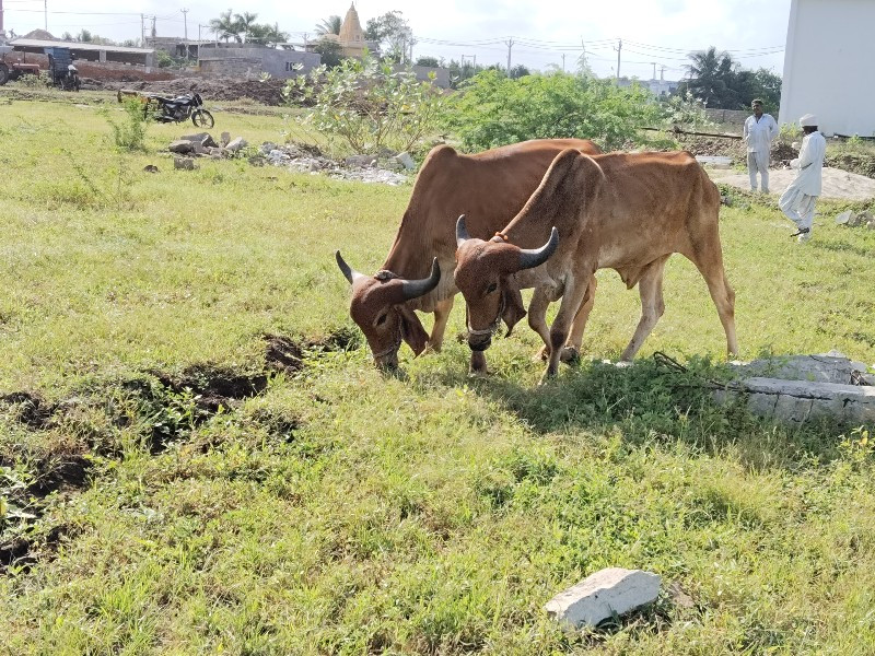 બળદ વેચવાના છે