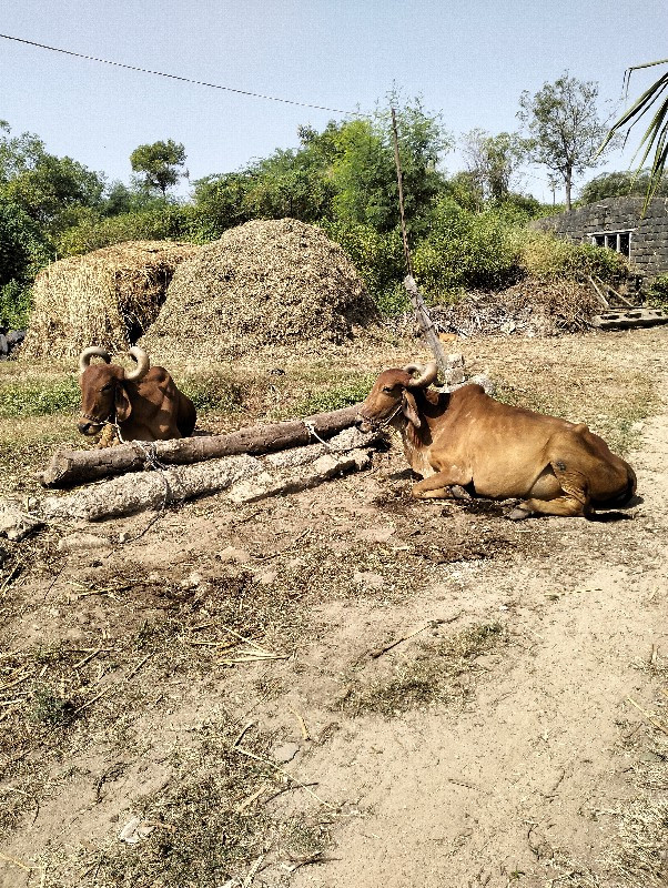 આ બધું વેચવાના...