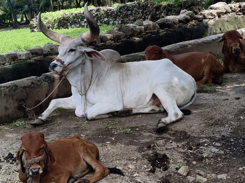 બળદ વેસવા નો સે