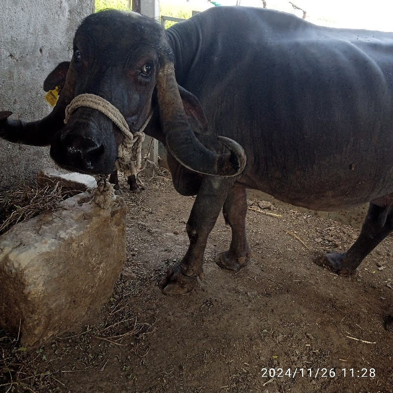 ભેસ વેસવાની સે