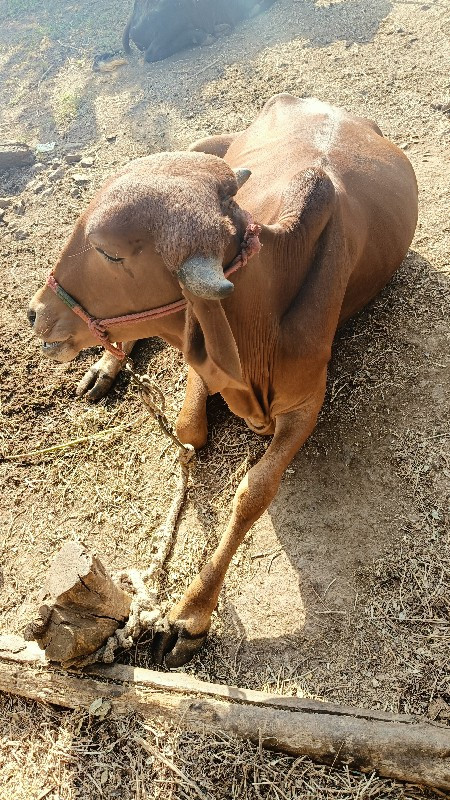 ગીર ગાય હોળકી