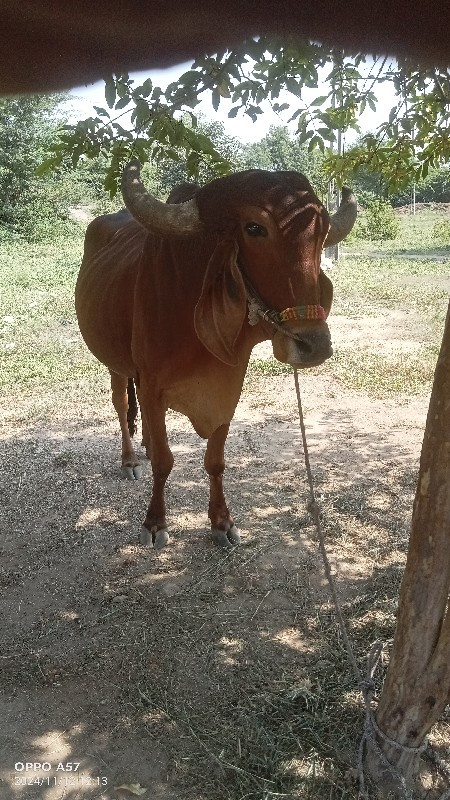 ગોટલા સાવ સોજાશ...