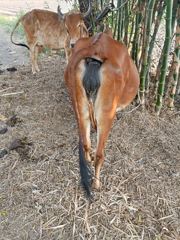 ગાય વેચવાની છે