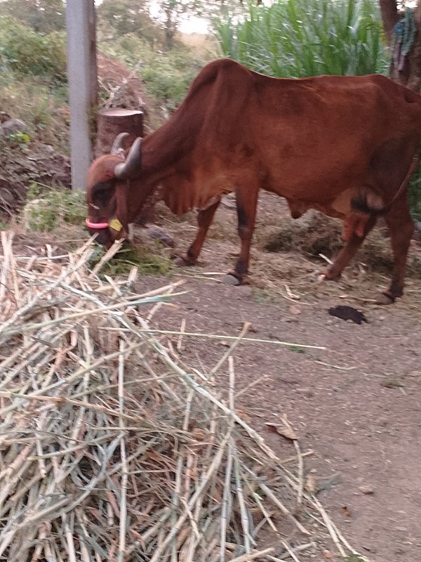 ગાય