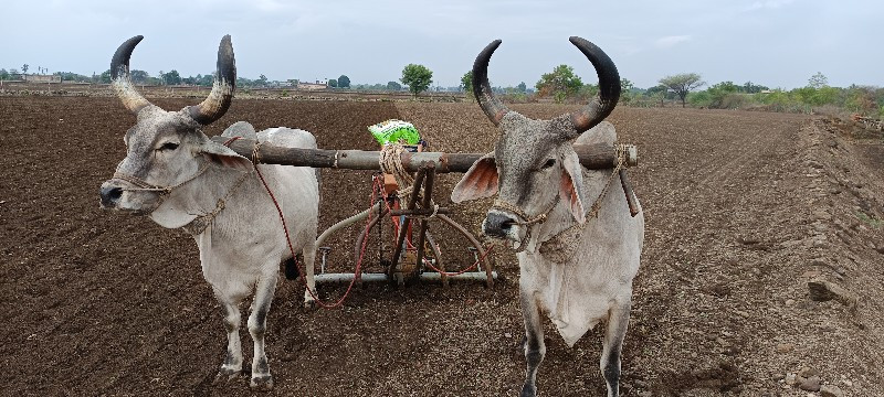 આ બળદ કોય પાસે...