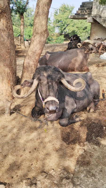 ભેંસ વેચવાની છે