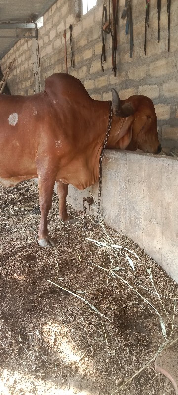 gir cow