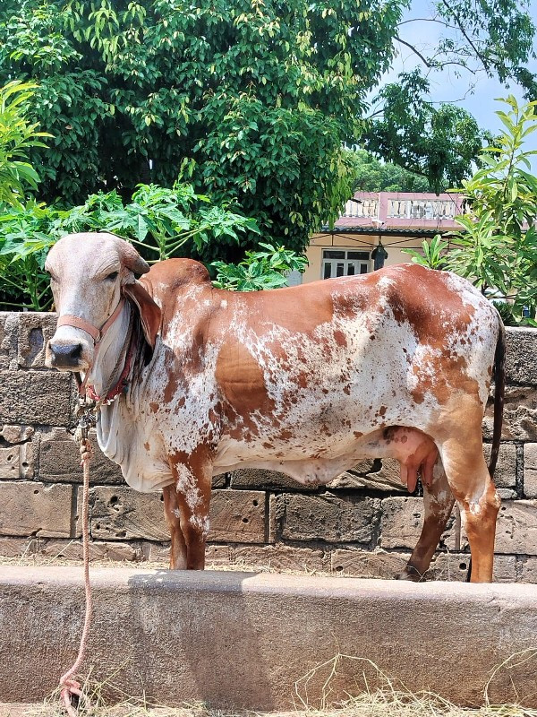 ગાય વૅશવાની છે