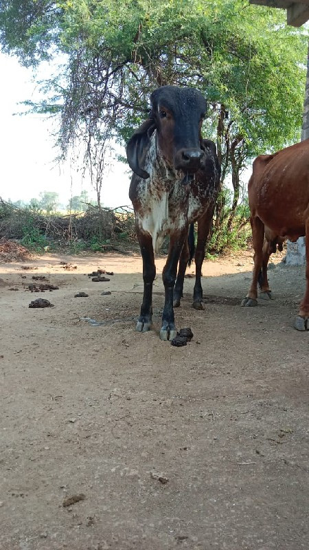 કાળિ કાબરી વાછડ...