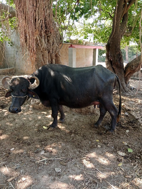 ભેંસ વેચવાની છે