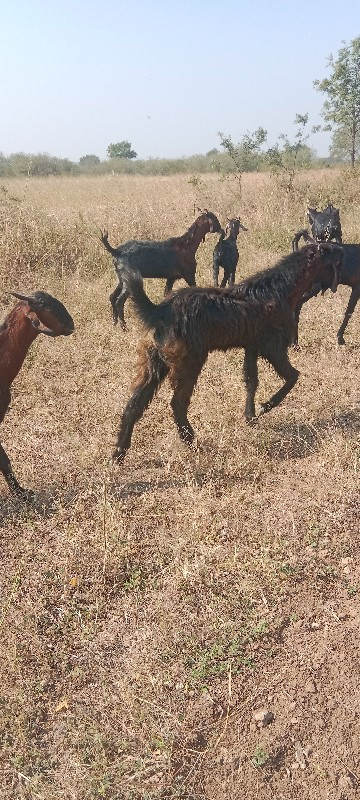 વેચવાનો છે બોકડ...