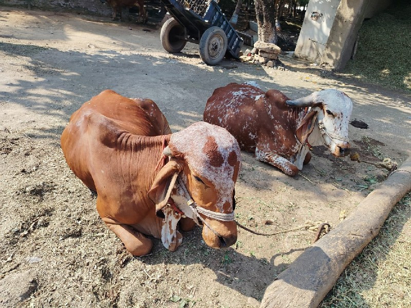 ગોધલા વેચવાના છ...