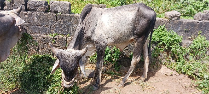 વાસડો