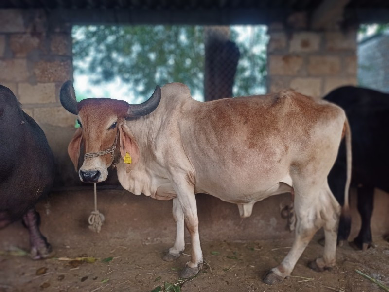 ગાય વેચવાની છે