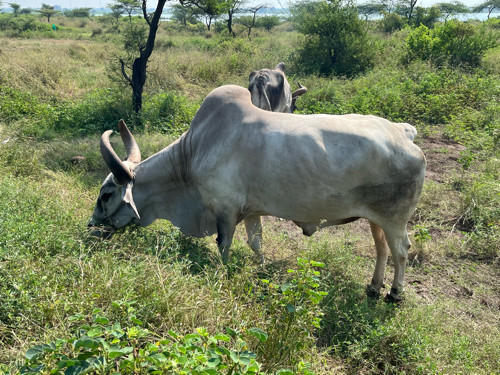 બળદ વેચવાના છે...